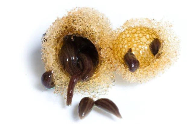 50 Хирудо Пиявици Бебе