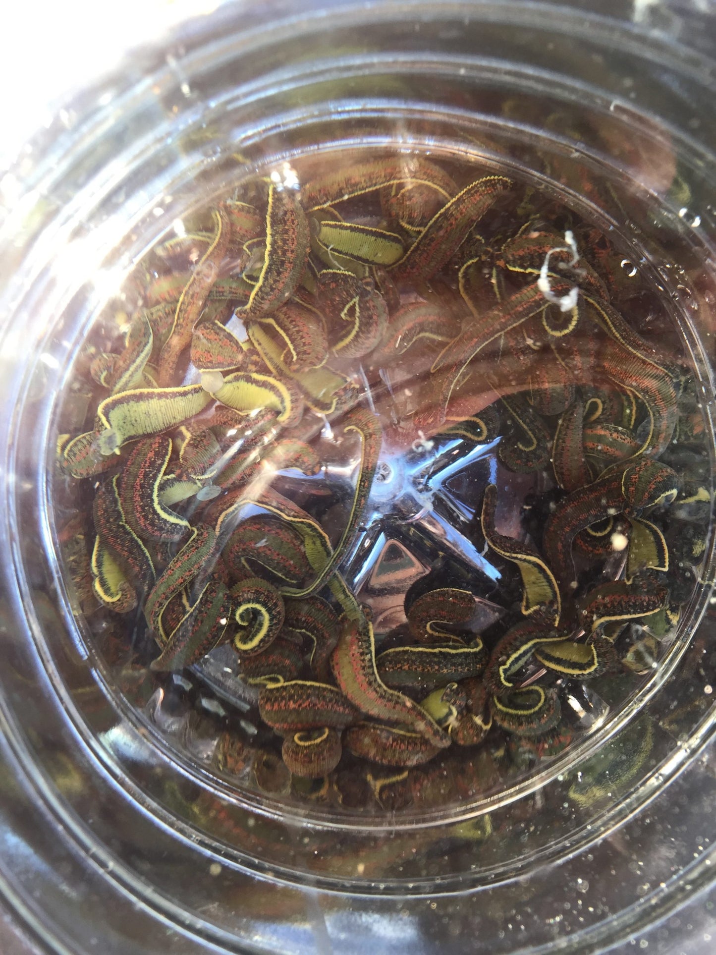 40 Медицински Пиявици