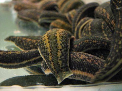 16 Лечебни Пиявици