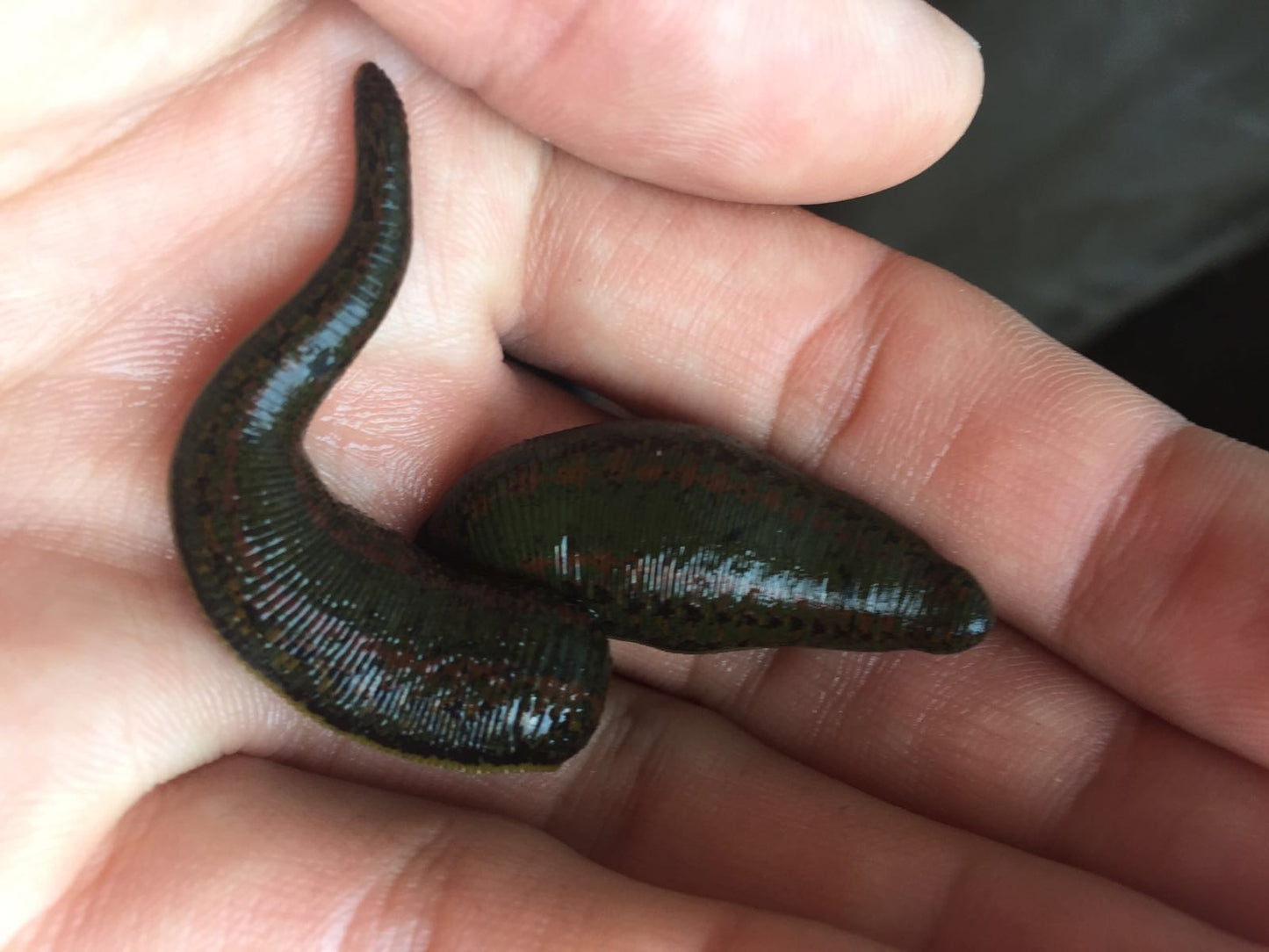 2 Лечебни Пиявици