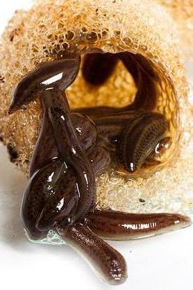 12 Медицински Пиявици Размер Малък