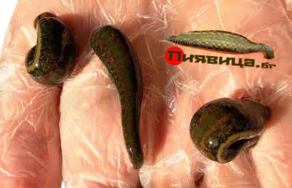 Продавам Пиявици 3бр