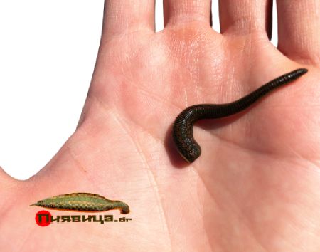 Малка Пиявица