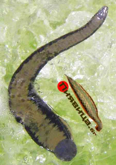 Гел за Пиявици 50 гр