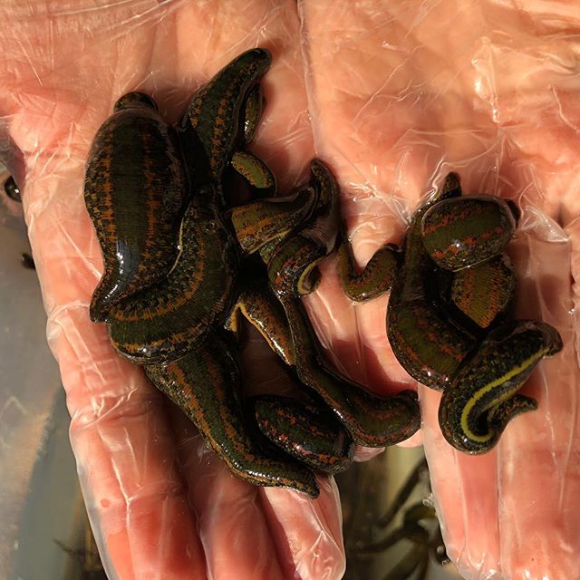 Leeches Need Fresh Water Weekly! Tsetsi Лечебните Пиявици се нуждаят от прясна вода