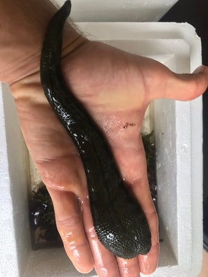 Leech Therapy for Disc Disease Discopathy. Терапия пиявками при заболеваниях диска дископатия