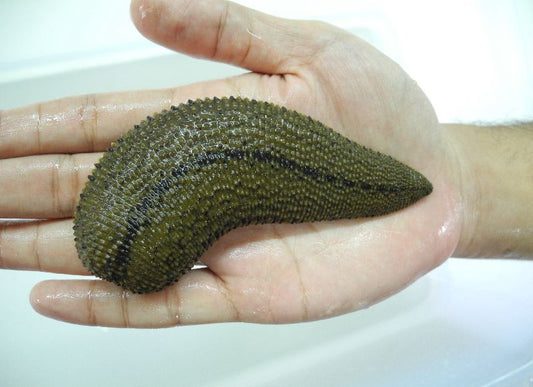 GIANT Buffalo Leech ESMERALDA! Bloodsucking Medicinal Leeches of Asia