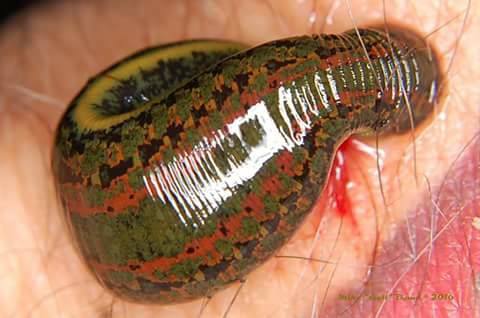 Asian Buffalo Leeches (Hirudinaria Manillensis) in Bulgaria