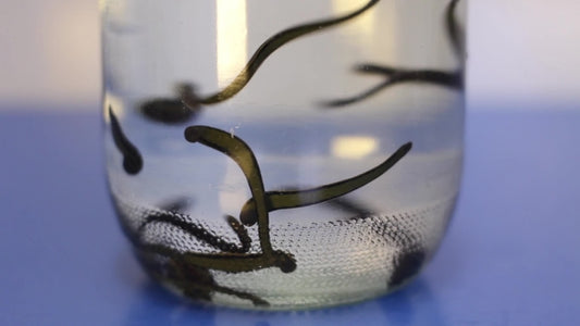 How to Start a Mini - Leech Farm, to Breed Medical Leeches at Home. Как се прави био ферма за пиявици?