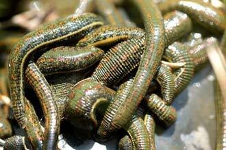 Leech Therapy: Varicose Veins. Терапия лечебни пиявици: варикозни вени запушени кръвоносни съдове