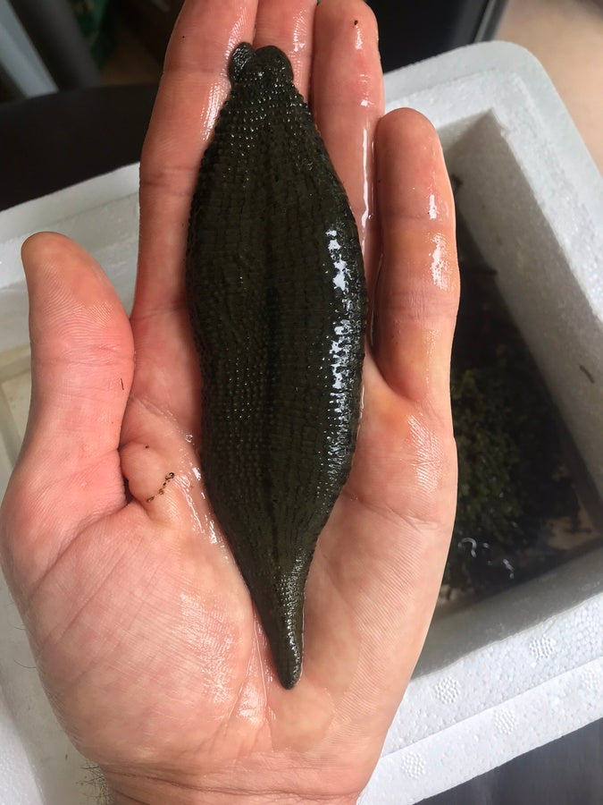Buffalo Leech Feeding Therapy Tsetsi. Терапия с лечебни пиявици за кокоши трънчета. Гирудотерапия