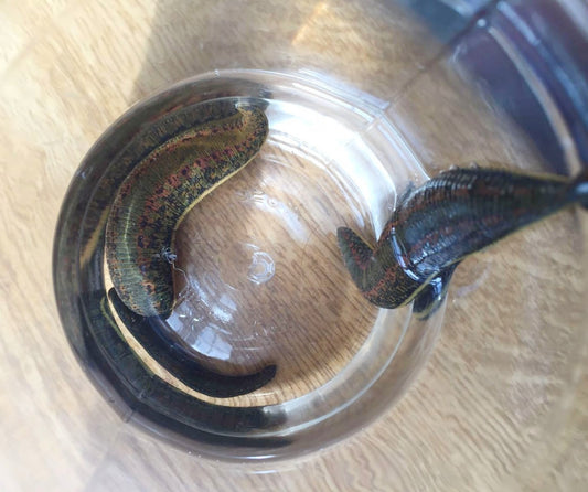 2 Напити Пиявици