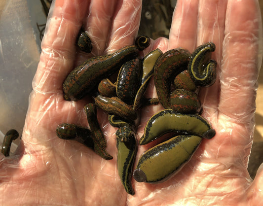 19 Пиявици за Хирудотерапия