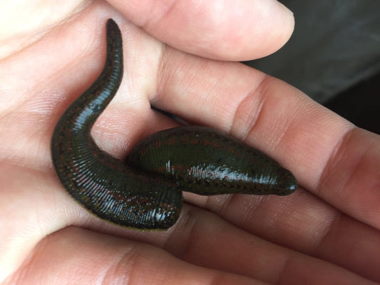 2 Лечебни Пиявици