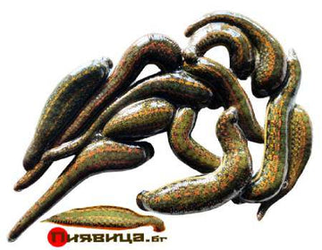 Пиявици – Пиявици.бг