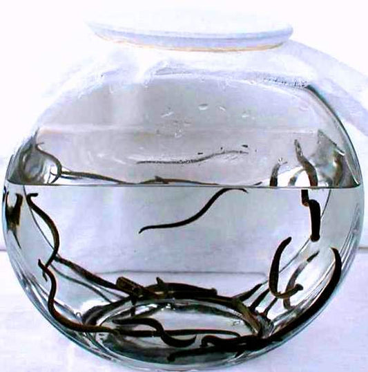 20 Медицински Пиявици Големи